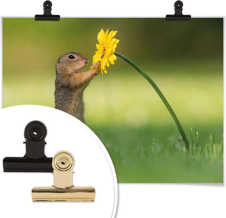 Image du produit Trenddeko van Duijn - Gopher tenant une fleur (60 x 50 cm)