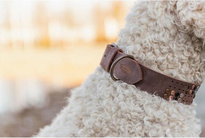 Actual product image Trixie Rustic fatleather collar Rivet, M:38–47cm/40mm, dark brown (M)