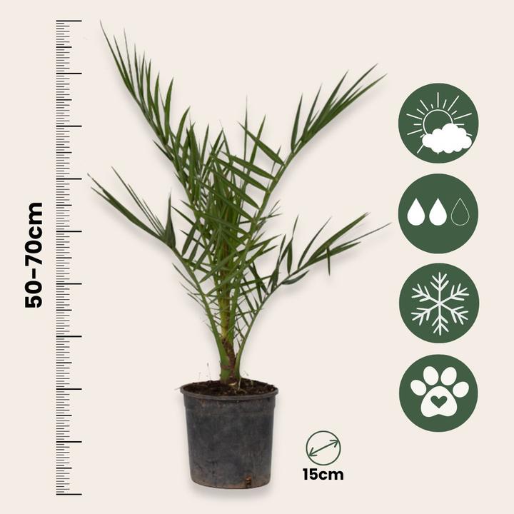 Produktbild Plant in a Box Phoenix canariensis, Chamaerops Humilis, Washingtonia Robusta - 3er Set (50 cm)