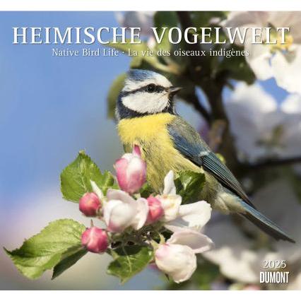 DuMont, Kalender, Heimische Vogelwelt 2025 - Wandkalender - mit den wichtigsten Feiertagen - Format 38,0 x 35,5 (Kein Ei...