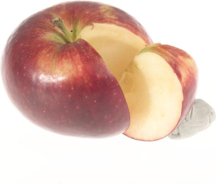 Actual product image Lubera Two columnar apple trees for the tub