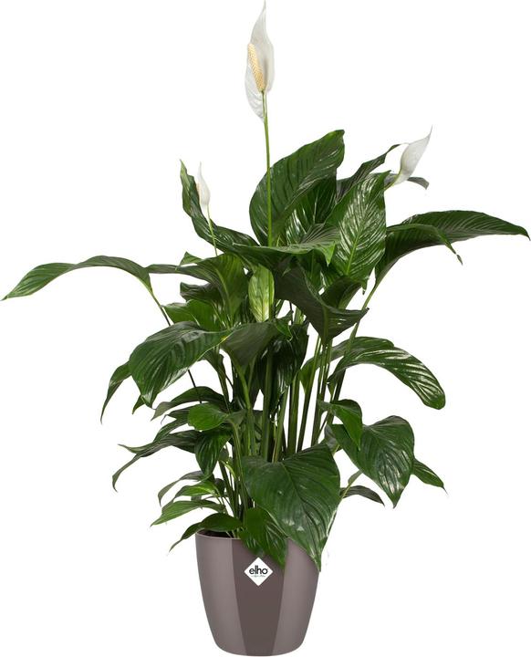 Produktbild Elho Brussels (20 x 19 cm)