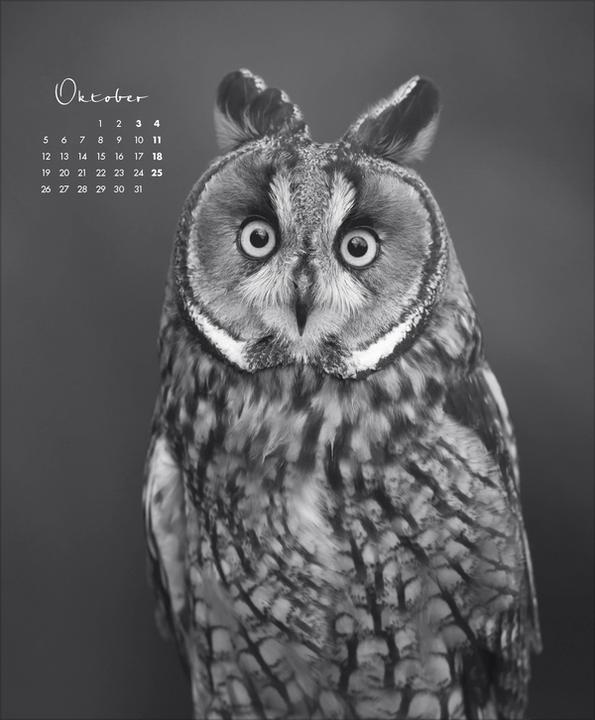 Produktbild WildLife 2026 (45.5 x 55 cm)