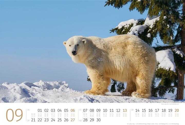 Produktbild Eisbären Kalender 2026 (45 x 33 cm, Harter Einband, Englisch, Italienisch, Französisch, Deutsch)