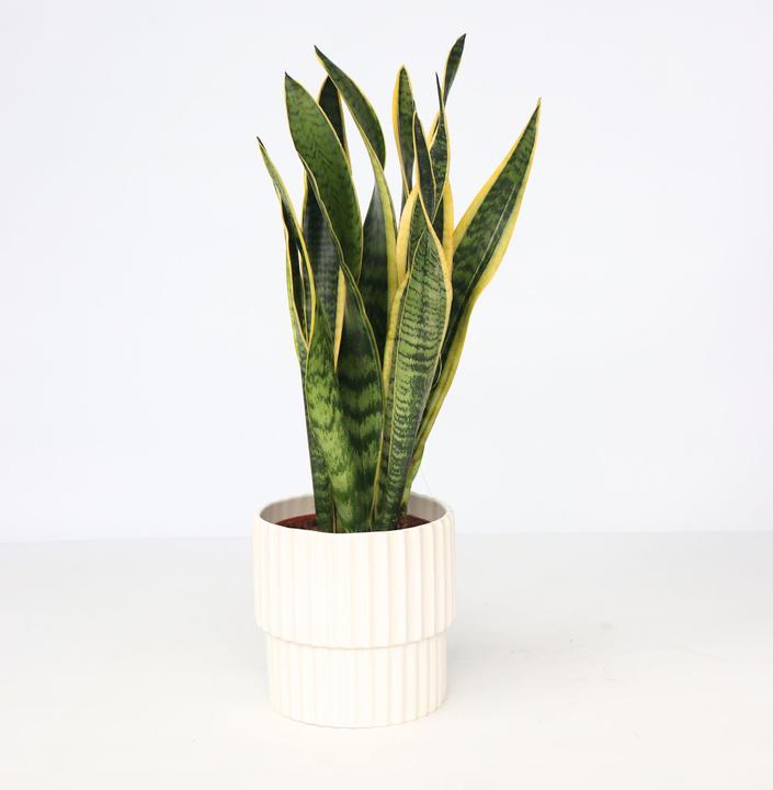 Produktbild Plant in a Box Sansevieria trifasciata Laurentii - Bogenhanf (40 cm)