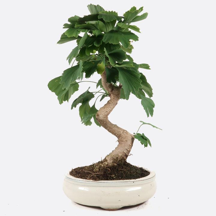 Produktbild Bonsai.ch Ginkgo biloba