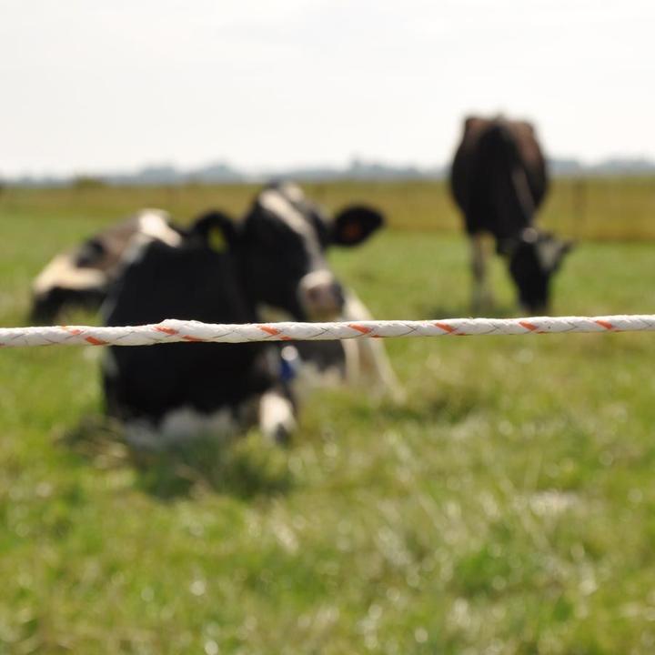 Actual product image Gallagher Wrong thread (2 x 1000 meters / white) - Vidoflex 9 Plus