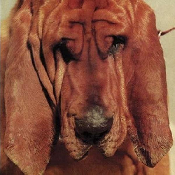 Produktbild Goodbye Bread (Ty Segall)
