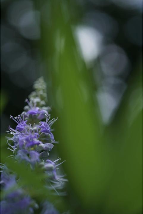 Image du produit Sony FE 50mm f/2.8 Macro (Sony E, APS-C / DX, Plein format)