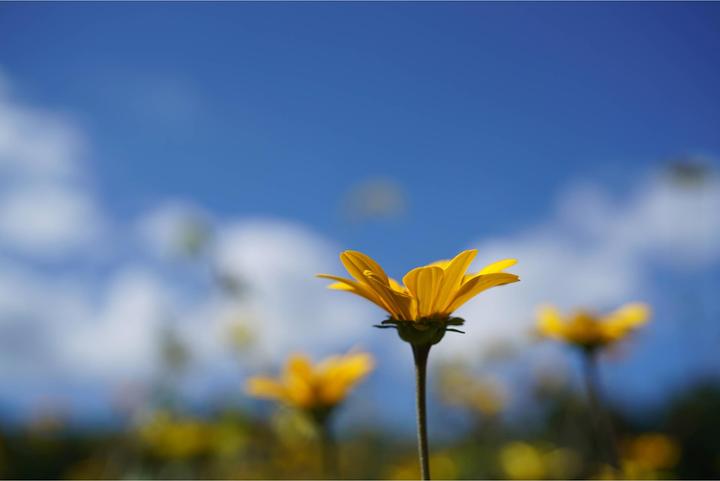 Image du produit Sony FE 50mm f/2.8 Macro (Sony E, APS-C / DX, Plein format)