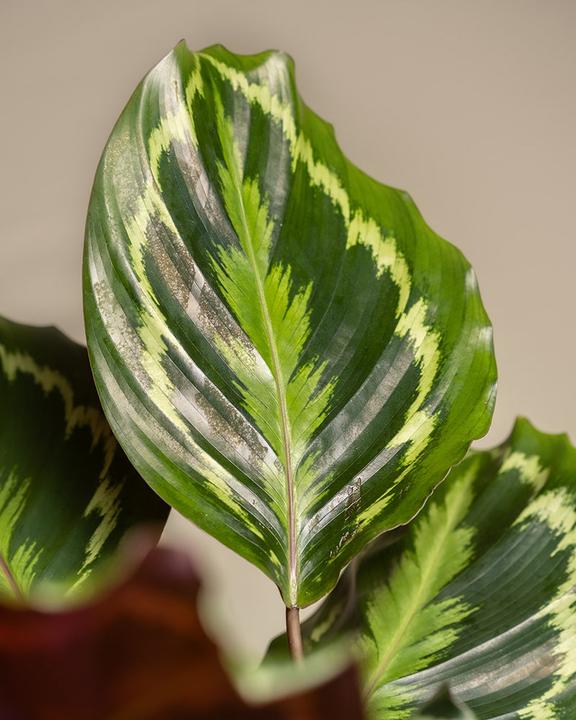 Image du produit feey Calathea Roseopicta (50 cm, Fraîchement rempotés, Respectueux des animaux)