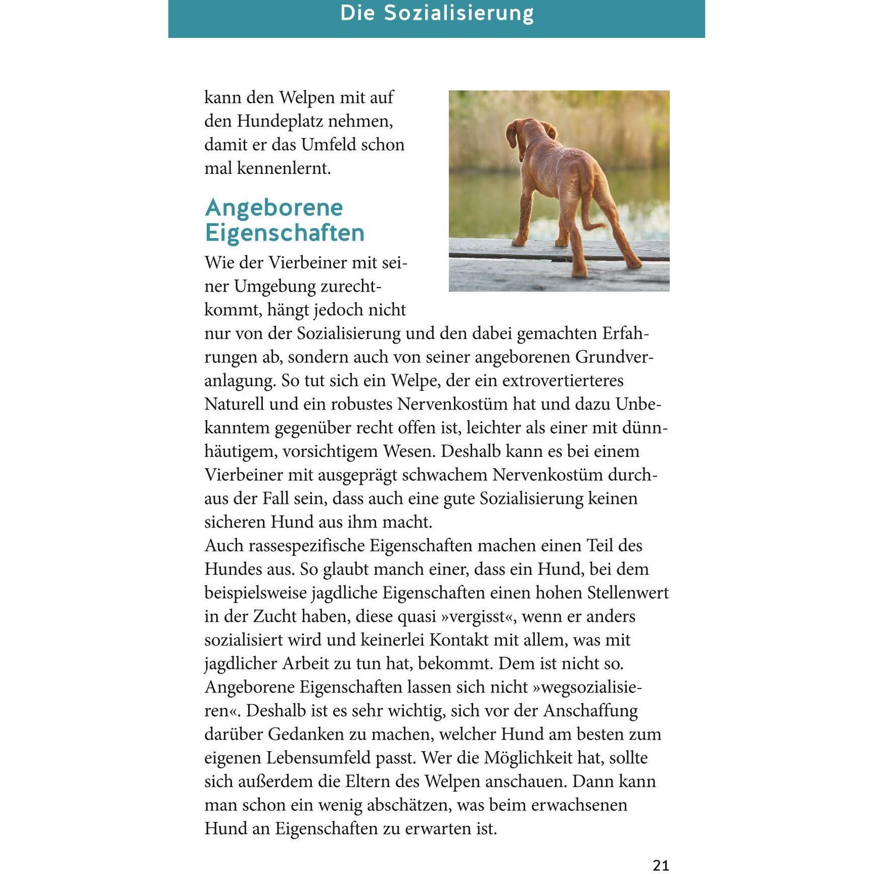 Thumbnail - Welpen-Starter-Box, Ratgeber von Katharina Schlegl-Kofler