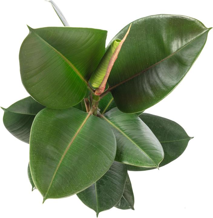 Actual product image Flowerbox Rubber tree - Ficus elastica Robusta (50 cm)