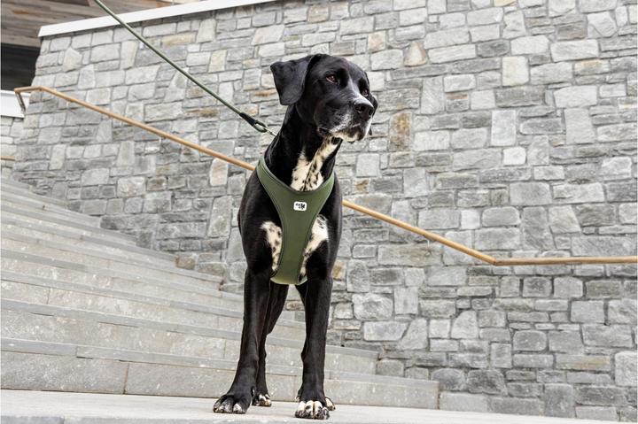 Actual product image Curli Belka Comfort Dog Harness All New Green XL (XL, Dog, General)