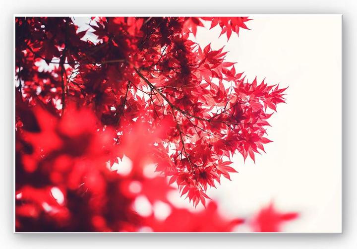 Produktbild Trenddeko Ahornbaum im Herbst (45 x 30 cm)