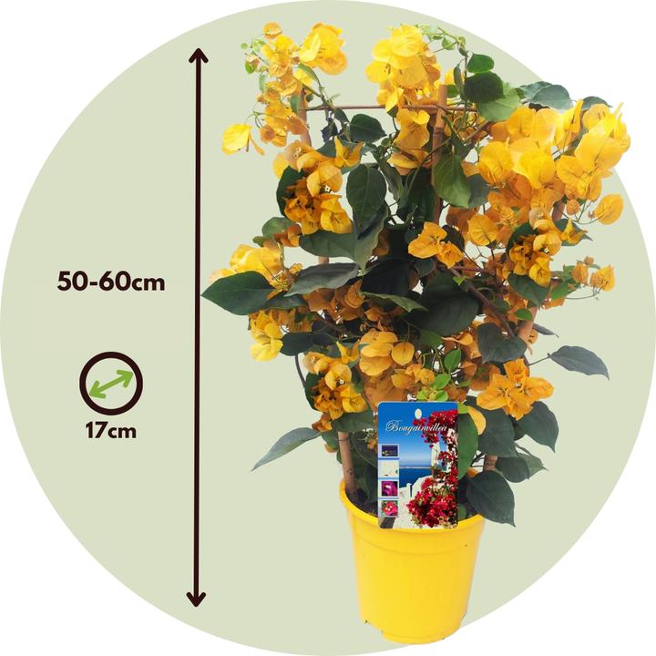 Actual product image Plant in a Box Bougainvillea 'Dania' - (50 cm)
