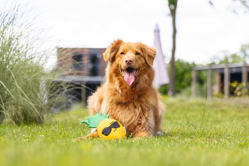 Immagine prodotto Beeztees Anatra Peppin (Gioco da masticare per cani)