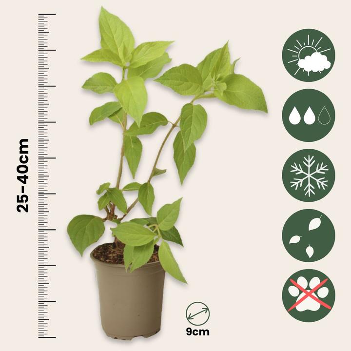 Produktbild Plant in a Box Hydrangea Paniculata 'Silver Dollar' - 3er Set Hortensien (25 cm)