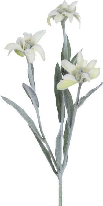 Immagine prodotto Gasper Edelweiss