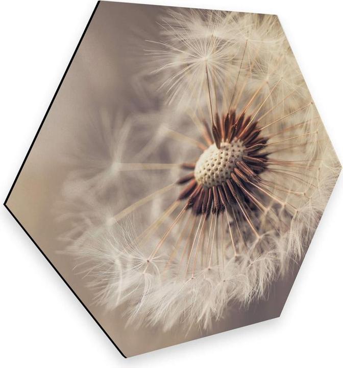 Image du produit Trenddeko Delgado - Pissenlit (55 x 47 cm)