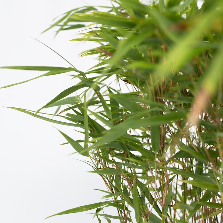 Immagine prodotto Plant in a Box Fargesia nitida 'Gansu' (70 cm)