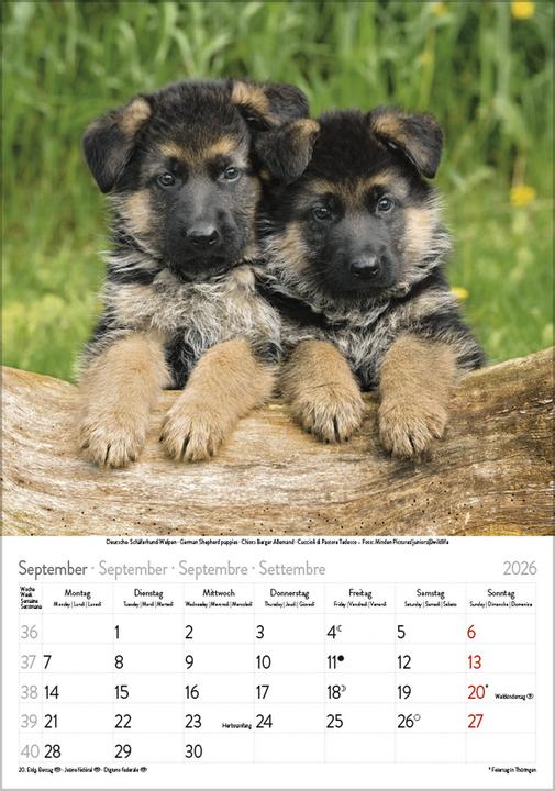 Image du produit Hunde 2026 (23,5 x 3 cm)