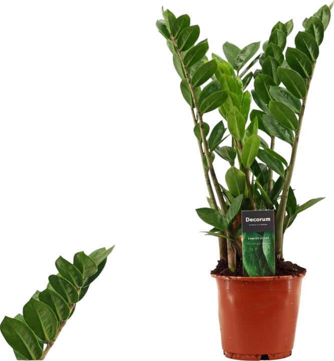 Plantlovers Zamioculcas Zamiifolia (Glücksfeder) (50 cm, Fraîchement rempotés)