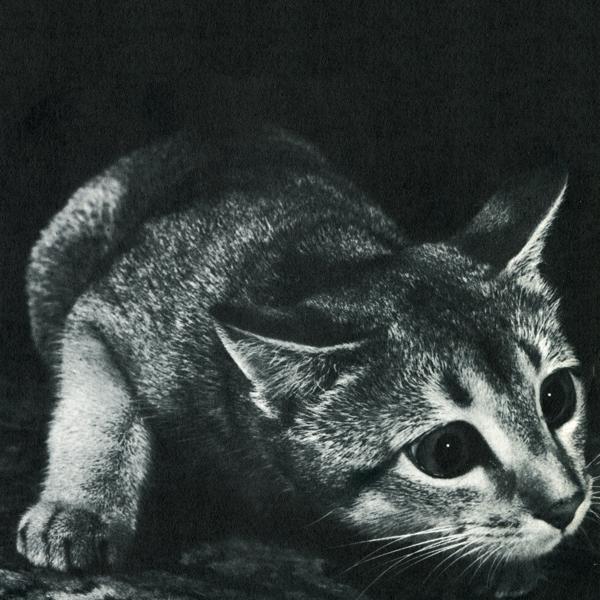 Produktbild Cindy (Cindy)