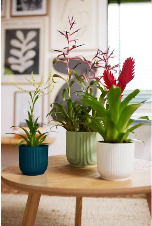 Produktbild Elho Vibes Fold (14.10 x 12.90 cm)