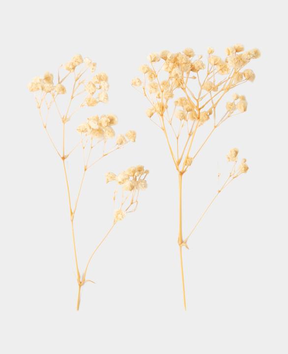 Immagine prodotto I Am Creative Gypsophila essiccata (Fiori secchi)