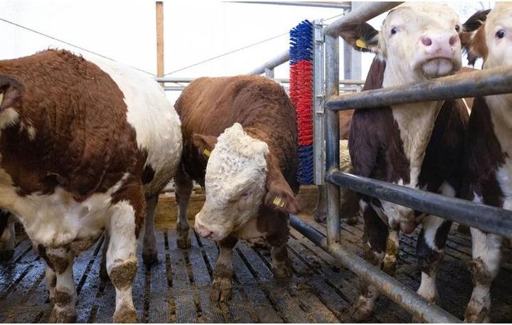 Actual product image Kerbl Scratch (90 cm)