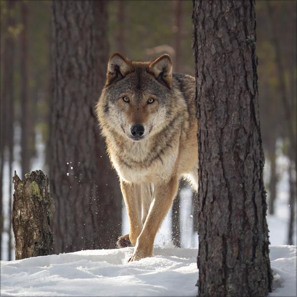 Produktbild Wlfe 2026