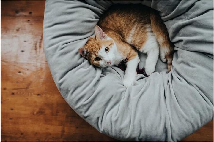 Actual product image Hunter Dog and Cat Sleeper Miranda (Cat, Dog)