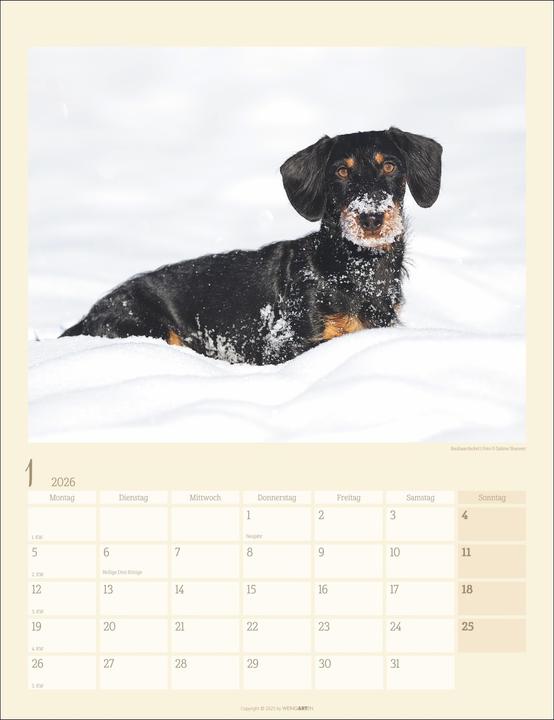 Produktbild Dackel Kalender 2026 (30 x 39 cm, Harter Einband, Deutsch)