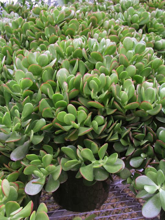 Immagine prodotto Plant in a Box Crassula ovata Minor - Pianta di giada (30 cm)