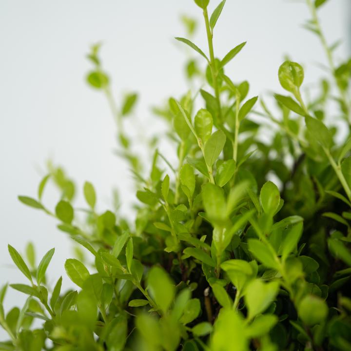 Produktbild Plant in a Box Ilex crenata 'Jenny' - 2er-Set Japanische Stechpalme (30 cm)