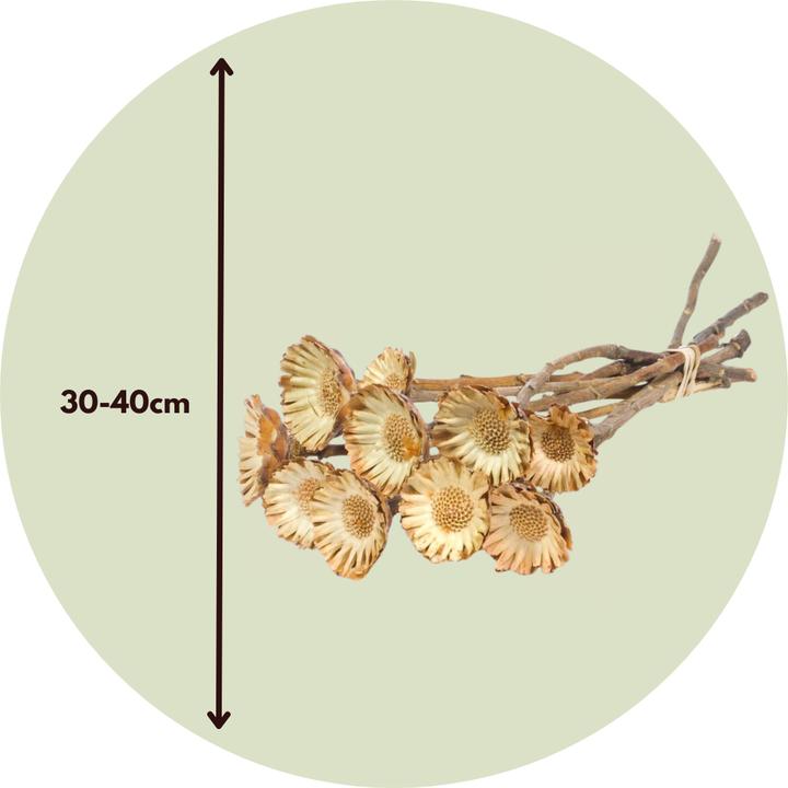 Produktbild Plant in a Box - (40 cm)