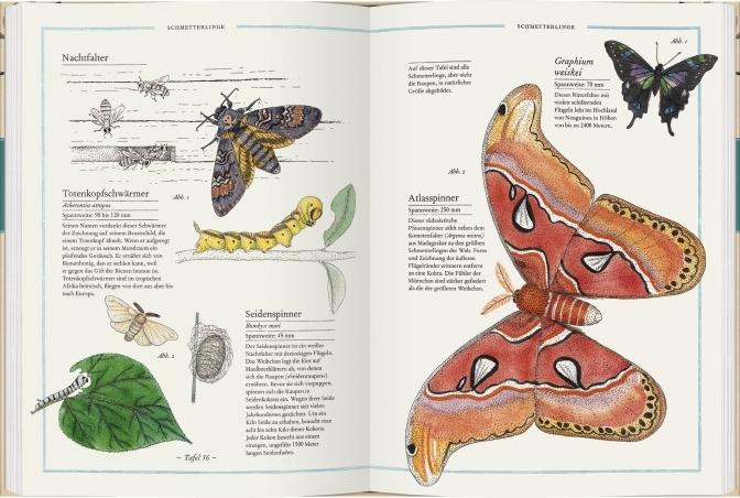 Actual product image Fliege, Falter, Honigbiene (German, Virginie Aladjidi, 2016)