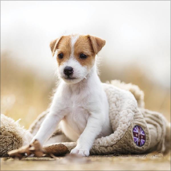 Produktbild Dogs 2026 (30 x 30 cm)