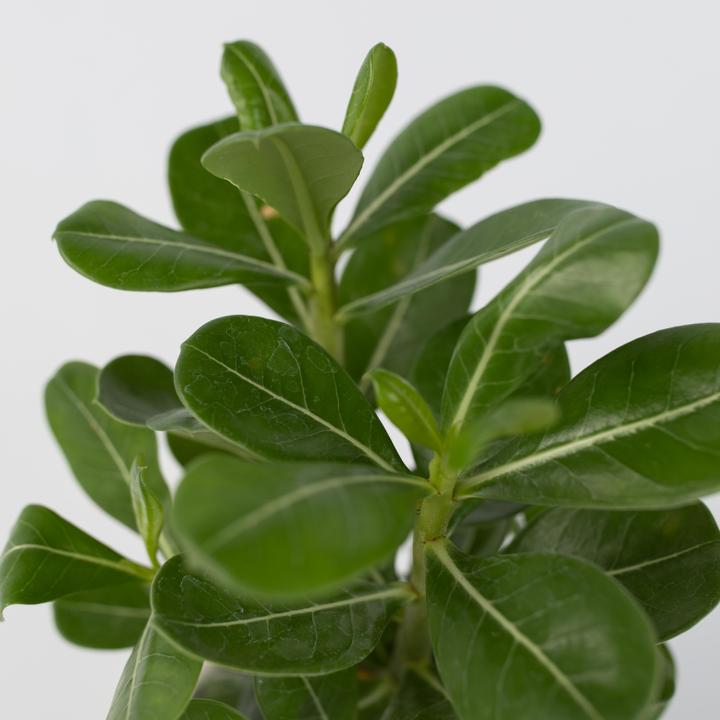 Produktbild Plant in a Box Adenium Obesum - Wüstenrose (25 cm)