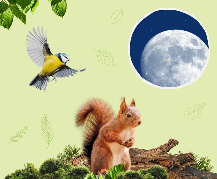 Produktbild Kosmos Discovery Telescope, d/f/i