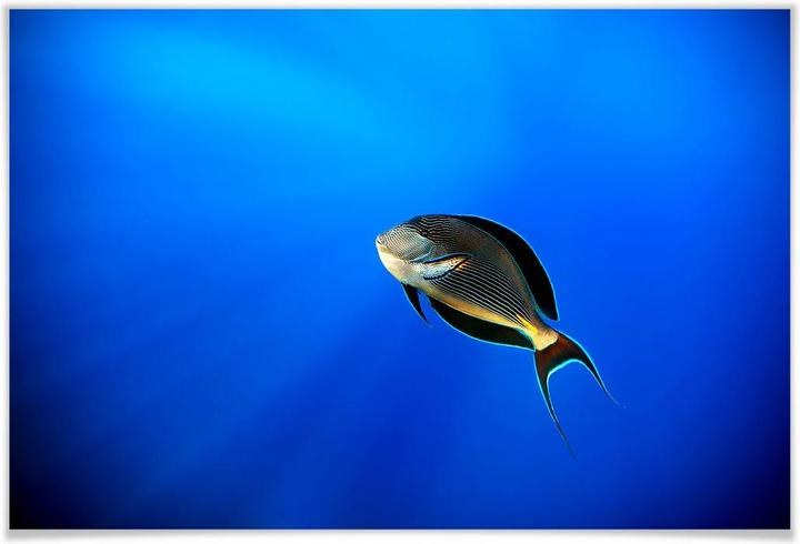 Produktbild Trenddeko Catta - Deep Ocean (45 x 30 cm)