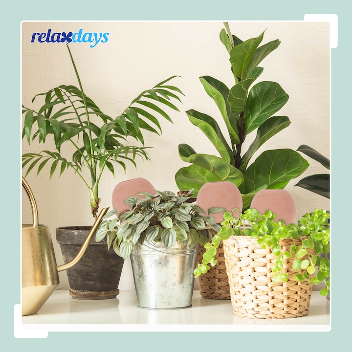 Image du produit Relaxdays 6x Tonkegel (Cône d'argile Irrigation)