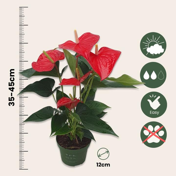 Actual product image Plant in a Box Anthurium 'Royal Champion' - Flamingoblume (35 cm)