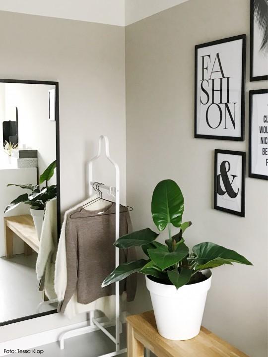 Produktbild Ogreen Philodendron Imperial Green (80 cm)