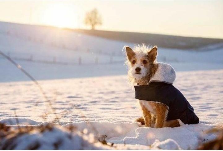 Produktbild Kerbl Teddy (48, Hundemantel)