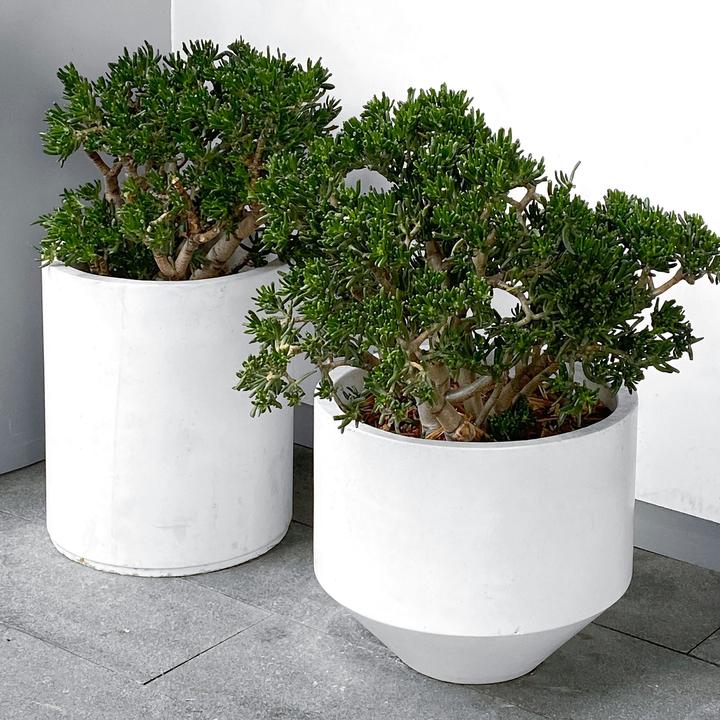 Immagine prodotto Plant in a Box Crassula ovata Minor - Pianta di giada (30 cm)