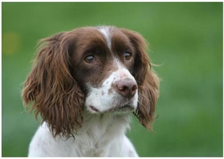 Produktbild Kevin Milner CockerSpaniel Grusskarte Countryside Karton (1 x)