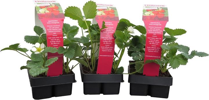 Häberli Strawberries MARA DES BOIS 3x tray of 4 (25 cm)