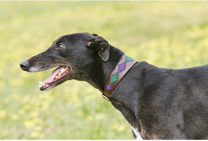 Actual product image Weatherbeeta Lurcher Polo shirt (XS, Dog)